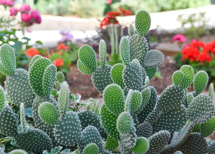 Roko Διαμέρισμα *